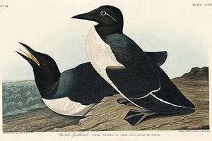 Foolish Guillemot de J.J. Audubon Birds of America Giclee Estampado Artístico + Envío Gratuito - Imagen 1 de 4