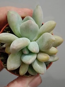 Pachyveria planta suculenta raiz maceta Ø5 cm - Imagen 1 de 9