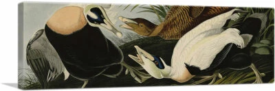 Impresión artística panorámica en lienzo del pato Eider de John James Audubon Foto 1 de 4