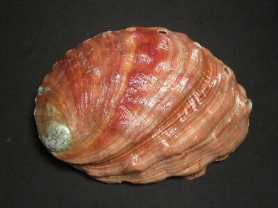 Haliotis rufescens Swainson, 1822 "A BEAUTIFUL REPRESENTATIVE!" (7.32INCHES) - Image 1 of 4