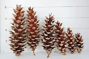 Eastern White Pine Cones Natural Pinecones DIY Decor Project Crafts Supplies - Picture 1 of 9