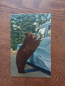 Holdup Bär im Yellowstone Nationalpark. Leinen Postkarte  - Bild 1 von 6