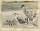 1972 Press Photo Two llamas relaxing in the farm - lra52375