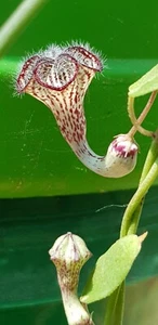 🌸Ceropegia Carnosa Zulu🌸etabliert aktiv wachsende Pflanze🌸RAR🌸 Leuchterblume - Bild 1 von 8