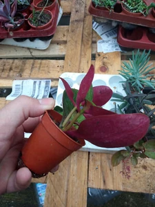 Crassula RED DRAGON Planta Suculenta 5,5 cm Ø Cactus Aloe Sedum Agave - Foto 1 di 2
