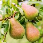Williams' Bon Chrtien Pear Tree 4-5ft Ready to Fruit, Old English Dessert Pear