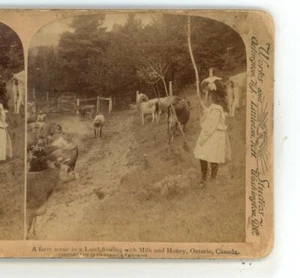 Farm Scene Land Milk & Honey Ontario Canada Underwood Stereoview - Picture 1 of 3