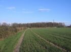 Photo 6X4 Hedge Between Fields - The Sunny Side! Sherborne St John To See C2008