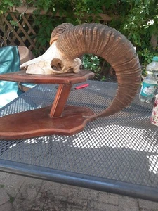 Mufflon, Muffel, Muffelwidder, Schaf, Geweih, Schädeltrophäe, Deko, Vintage - Bild 1 von 7