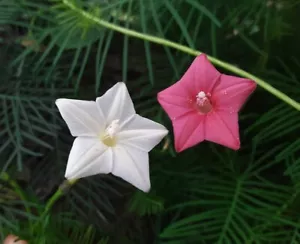 30+Tri Color Mix Cypress Hummingbird Vine Seeds(Cardinal Climber)Red,White,Pink. - Picture 1 of 12