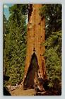 Postcard Giant Sequoia Our Nation's Christmas Tree The General Grant California