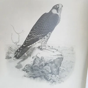 Traité de Fauconnerie Tiercelet Falconry Black & White Photo Print 17x22.5 - Picture 1 of 8