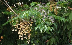 White Cedar (Melia Azedarach)10 seeds - Picture 1 of 3