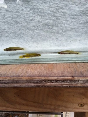 Pygmy Killifish Trio - Imagem 1 de 4