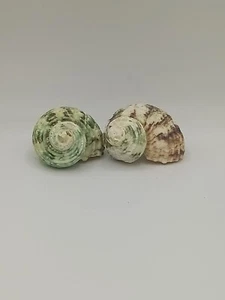 2 Pcs Natural Hermit Crab Shells Medium Sea Turbo Shells Rufly 1 in opening - Picture 1 of 4