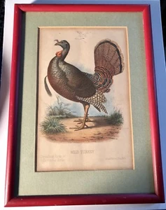 Antique Colored Litho “WILD TURKEY” Vibrant Color & Pencil Study Of Head Framed - Picture 1 of 9