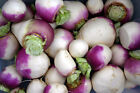 turnip, PURPLE TOP eat greens vegetable 1360 seeds GroCo USA BUY - 10 SHIPS FREE