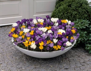 Crocus Bulbs Large Flowering 25 Mixed Early Spring Flowering Hardly Bright - Picture 1 of 3