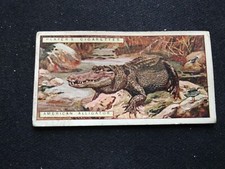 1924 John Player & Sons Natural History Card # 1 American Alligator (VG/EX)