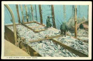 SALMON CATCH - POSTAL SONIDO PUGET - Imagen 1 de 1