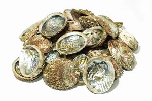 Pink Abalone Sea Shell One Side Polished Beach Craft 3" - 4" (60 pcs) #JC-068 - Picture 1 of 3