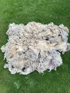 Raw Texel Mule Sheep Fleece, Native UK Breed, Weaving. - Picture 1 of 6
