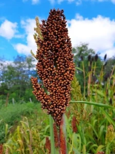 Red's Red Sweet Sorghum - Sorghum bicolor - 25+ seeds - Graines - Samen - Sh 034 - Picture 1 of 1