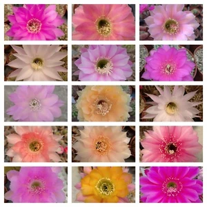 30 ECHINOPSIS Ibridi Pot 5.5 NO COPIAPOA AZTEKIUM ARIOCARPUS AGAVE FOCKEA - Foto 1 di 6