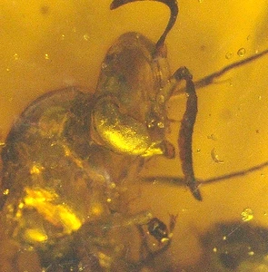 Wasp with Beautifully Faceted Eyes in Burmese Burmite Amber Fossil Dinosaur Age - Picture 1 of 11