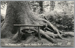 RPPC Postcard Redwood Highway CA The Elephant Tree Trees of Mystery Park Zan - Picture 1 of 3