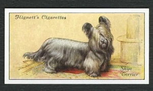 SKYE TERRIER HIGNETT BROS & CO 1936 DOG SERIES OLD CIGARETTE CARD #46 - Picture 1 of 2
