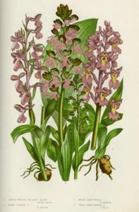 1899 Antica Stampa = ORCHIDEE (218) = Piante Fiori CROMOLITOGRAFIA by A. Pratt - Picture 1 of 1