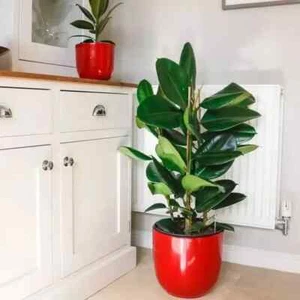 Rubber Plant ( Ficus Elastica ) - 110cm - Picture 1 of 1