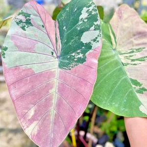 Colocasia Bombilla Viva Rosa Estrella Tubérculo Nuevo Híbrido Libre Certificado Fitosanitario - Imagen 1 de 24