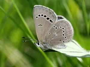 Silber/Weiß mit schwarzen Punkten SCHMETTERLING Fotodruck (randlos) Poster 19x13" - Bild 1 von 1