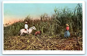 POSTCARD Cutting Cane on a Cuban Sugar Plantation 1904 Detroit Photo - Picture 1 of 2