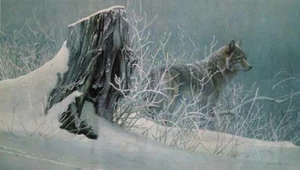 Robert Bateman Winter Tracker Signed & Numbered With Certificate - Picture 1 of 4