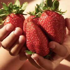 Pack of 12  Giant Strawberry 'Sweet Colossus' Plants Grow Your Own