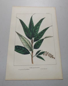 um 1841 BAUM UND BUSCH Blatt FARBDRUCK / LANGBLÄTTRIGE BAY WILLOW, SALIX PENTANDRA - Bild 1 von 1