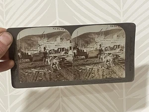 Stereoview William H Rau Universal View Co Klondike Dog Team Dawson 1900s - Picture 1 of 6