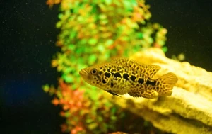 Jaguar Cichlid 4", aka Managuense, Live Fish - Picture 1 of 1