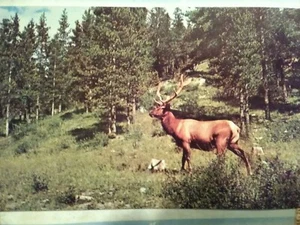 FOTO POSTKARTE ELCHTIERE IN NORDAMERIKA - Bild 1 von 12