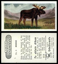 Moose #8 Interesting Animals 1954 Neilson's Card