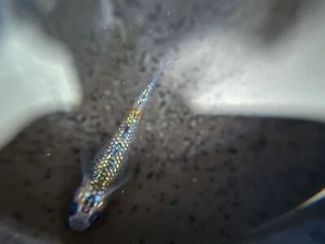 5+1 Ulysses Japanese Rice (Medaka) Fish. High Quality US bred Juvies - Picture 1 of 9
