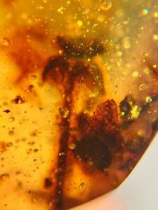 2 unknown plant flower Burmite Myanmar Burmese Amber insect fossil dinosaur age