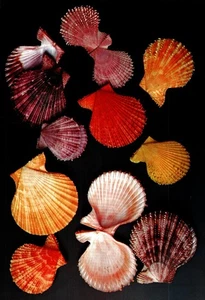 Schöner Muscheldruck aus Vintage Malachologie Buch, ca. 9x6" rahmenbar - Bild 1 von 1