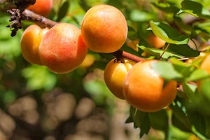 Aprikose Prunus armeniaca 'Orangered'® Buschbaum im 10 Liter Container - Bild 1 von 1