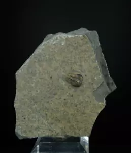 Trilobite / Brachyaspidion Microps / House Range, Utah / Cambrian Fossil Specime - Foto 1 di 2
