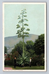 Century Plant in Bloom, Plants, Antique Vintage Souvenir Postcard - Picture 1 of 2