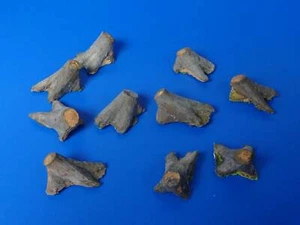Baumstumpf aus Holz ca. 2cm hoch - SPUR ??? - Picture 1 of 1